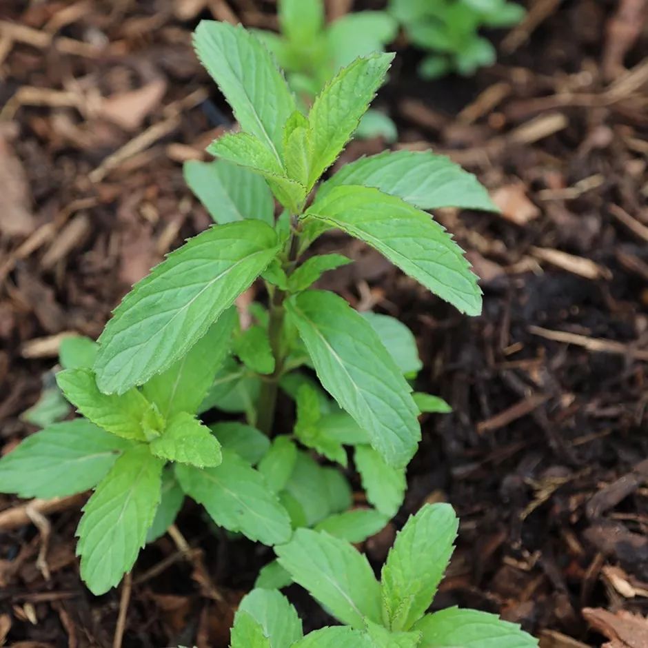 薄荷盆栽有香味吗,买的薄荷盆栽叶子怎么没有清凉味