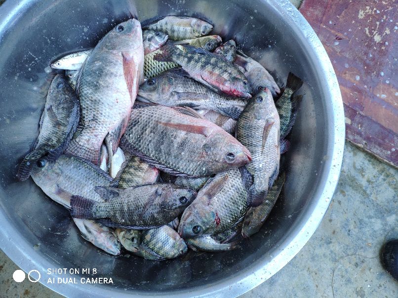 千里打疫苗，狂口大罗非