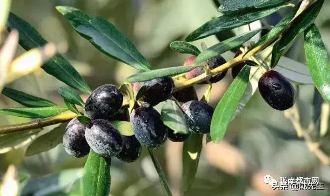 陇南市没有市中心,陇南被低估的城市