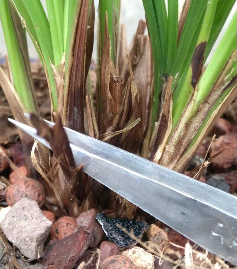 新买的兰花苗怎么样上盆,兰花上盆步骤详细演示讲解