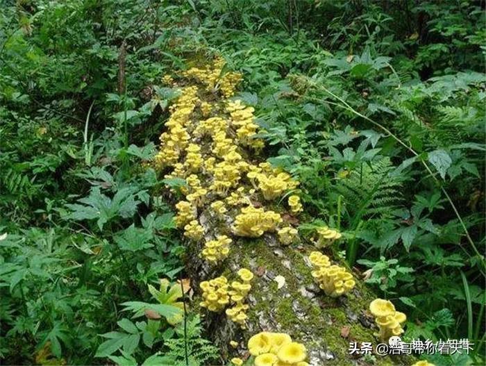 新鲜黄金菇多少钱一斤,黄金菇产量最多的菌包