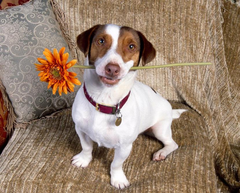 你养的是什么小可爱？要对毛孩子们负起责任哦