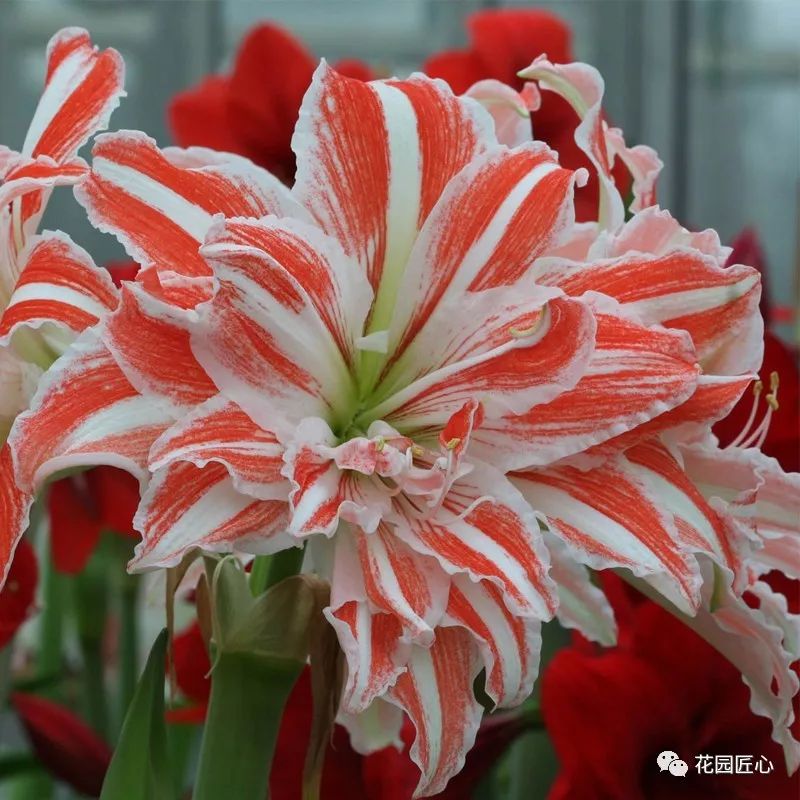 朱顶红为什么老是烂球,怎么才能让朱顶红不生小球