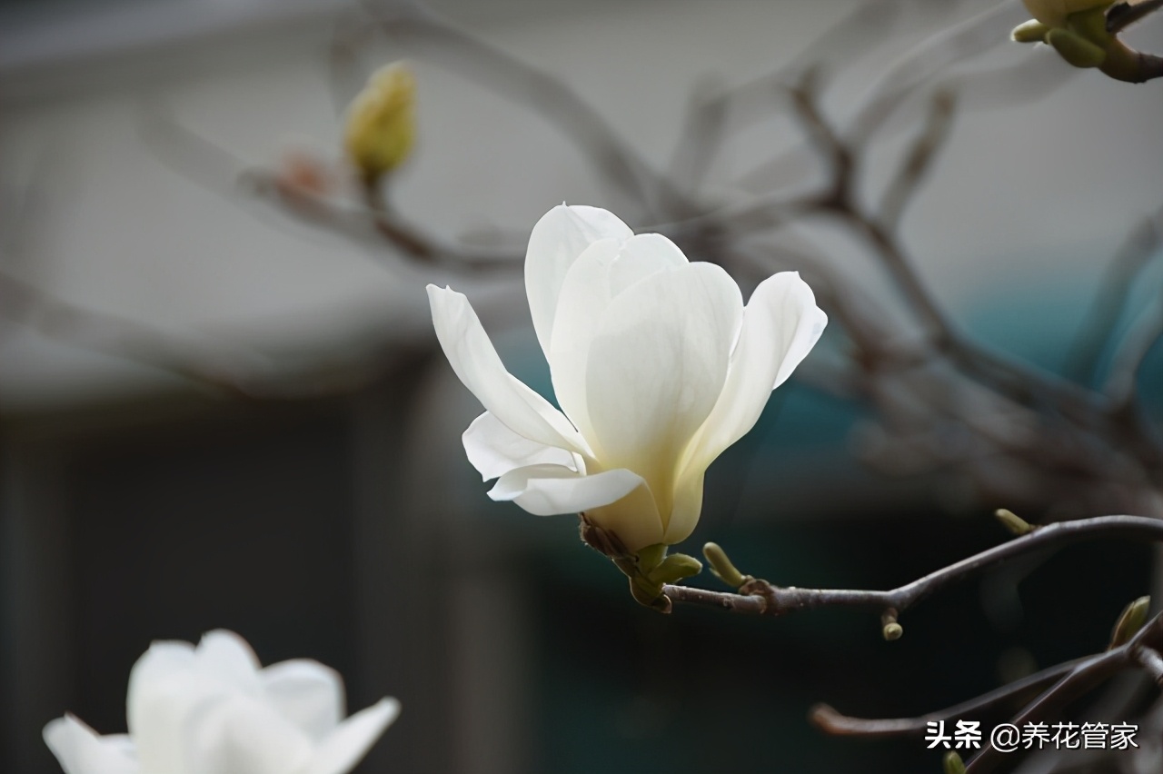 人间二月天歌曲,人间最美二月天图片