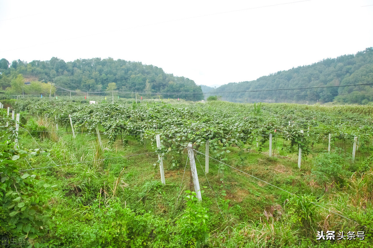 亿万富翁回老家投资2亿建厂,千万富翁回乡搞农业