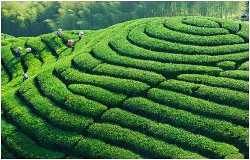 网上几十元的铁观音是真的吗,网上几十元的茶叶怎么样