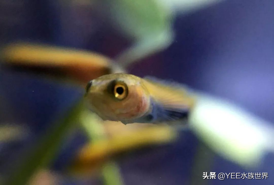 这些常见的观赏鱼饲料,你用过几种