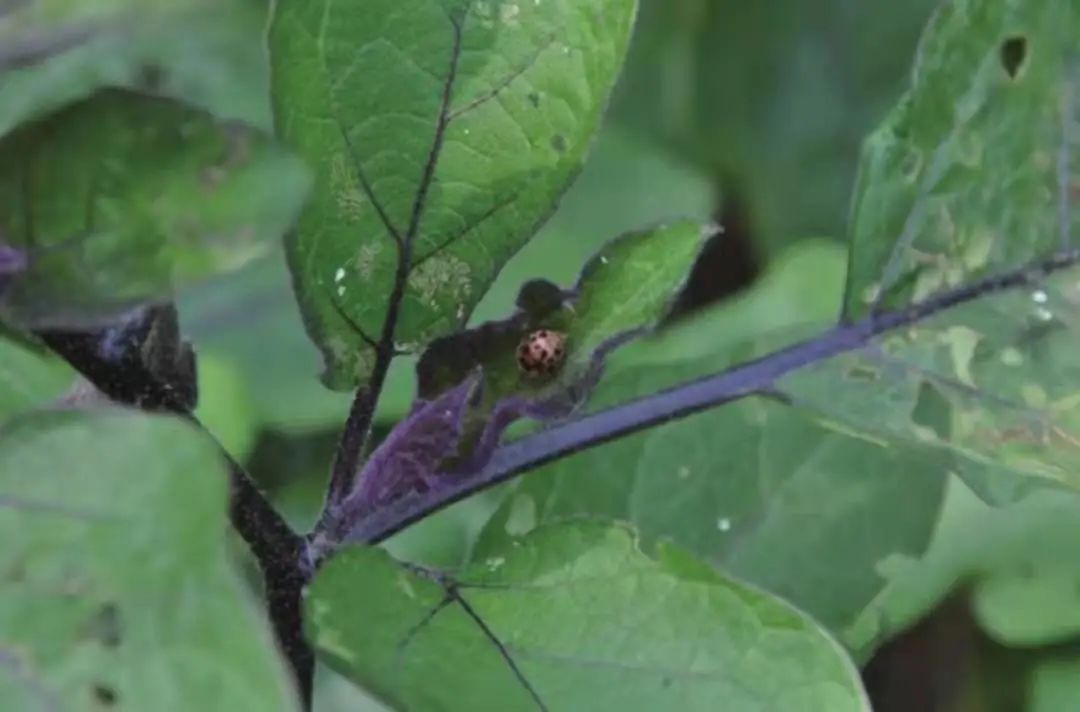 茄子病虫害早期症状,盆栽茄子落花落果什么原因