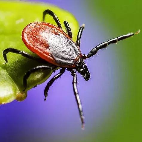 狗狗身上出红疹,原因很多速就诊