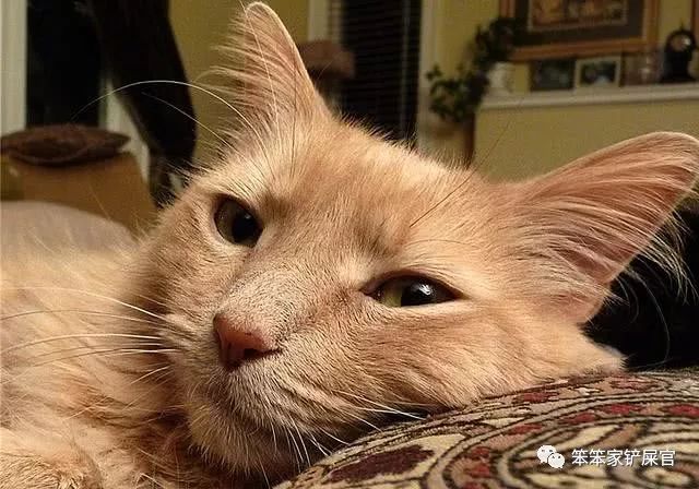 猫咪挑食饿一天,猫咪严重挑食可以饿它几天吗