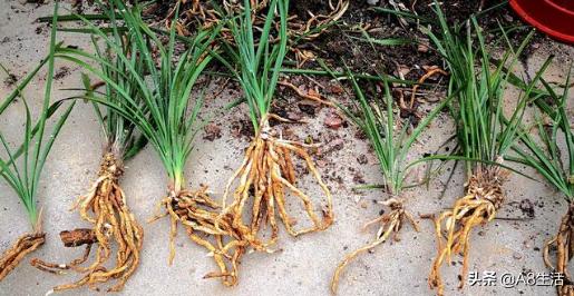 每日一品七律,每日一品茶叶