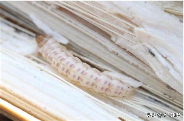 酿酒高粱高产种植技术,高粱增产增收方案