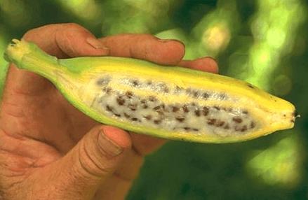 吃到濒临灭绝的东西,人类吃得快灭绝的动物