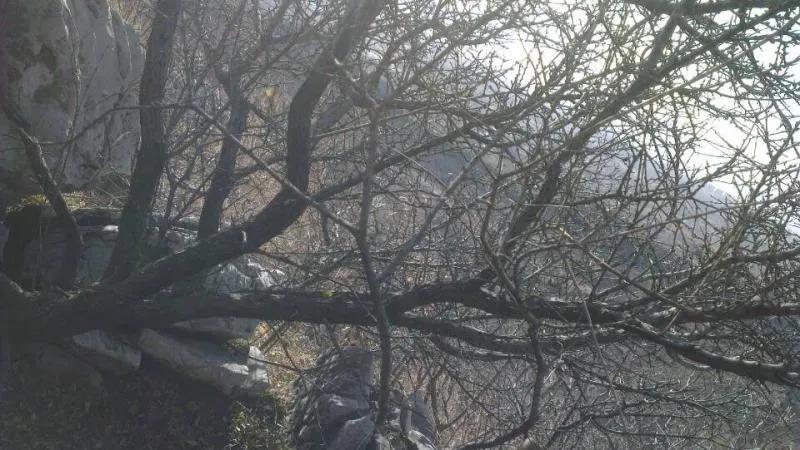 麻梨疙瘩与紫琉璃是一种东西吗,麻梨疙瘩和火琉璃有哪些区别