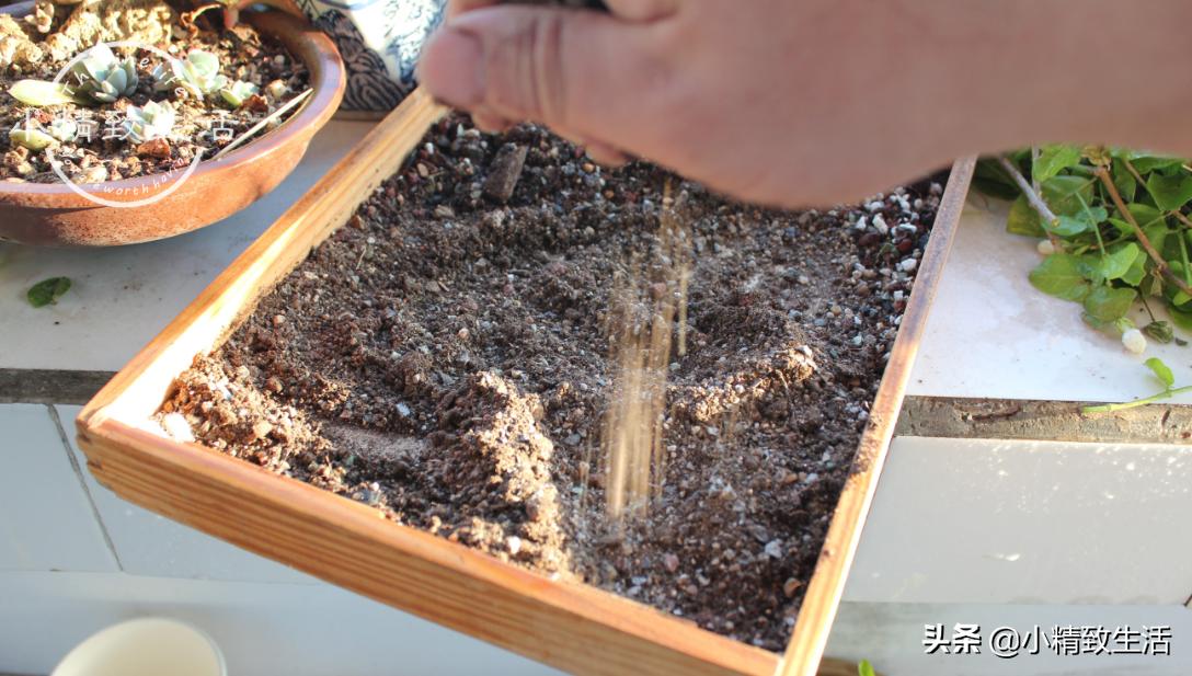 多肉上盆1个多月为什么还没服盆,多肉白牡丹休眠不