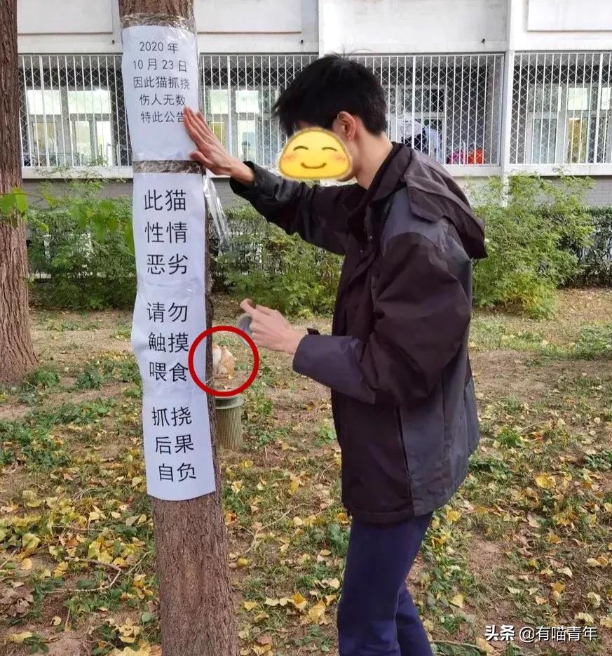 北大猫咪图鉴,中国人民大学猫咪图鉴