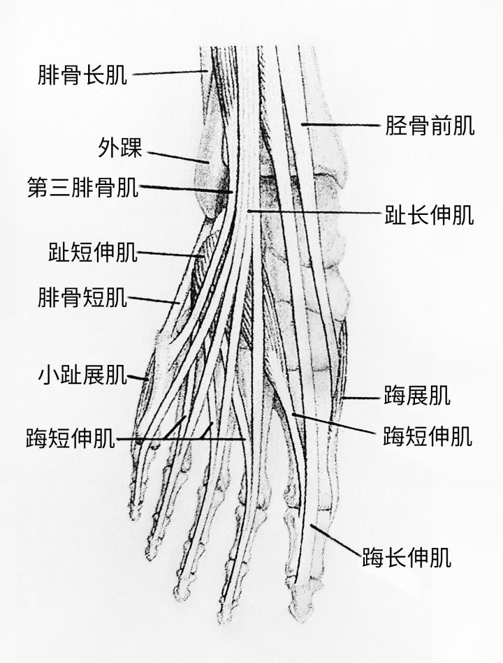 练习人体结构画法,人体腿结构画法