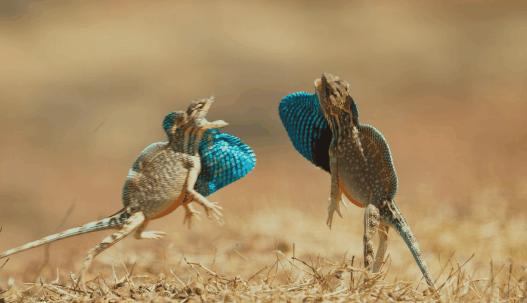 海象跌落山崖图片,海象坠崖北极熊吃海象