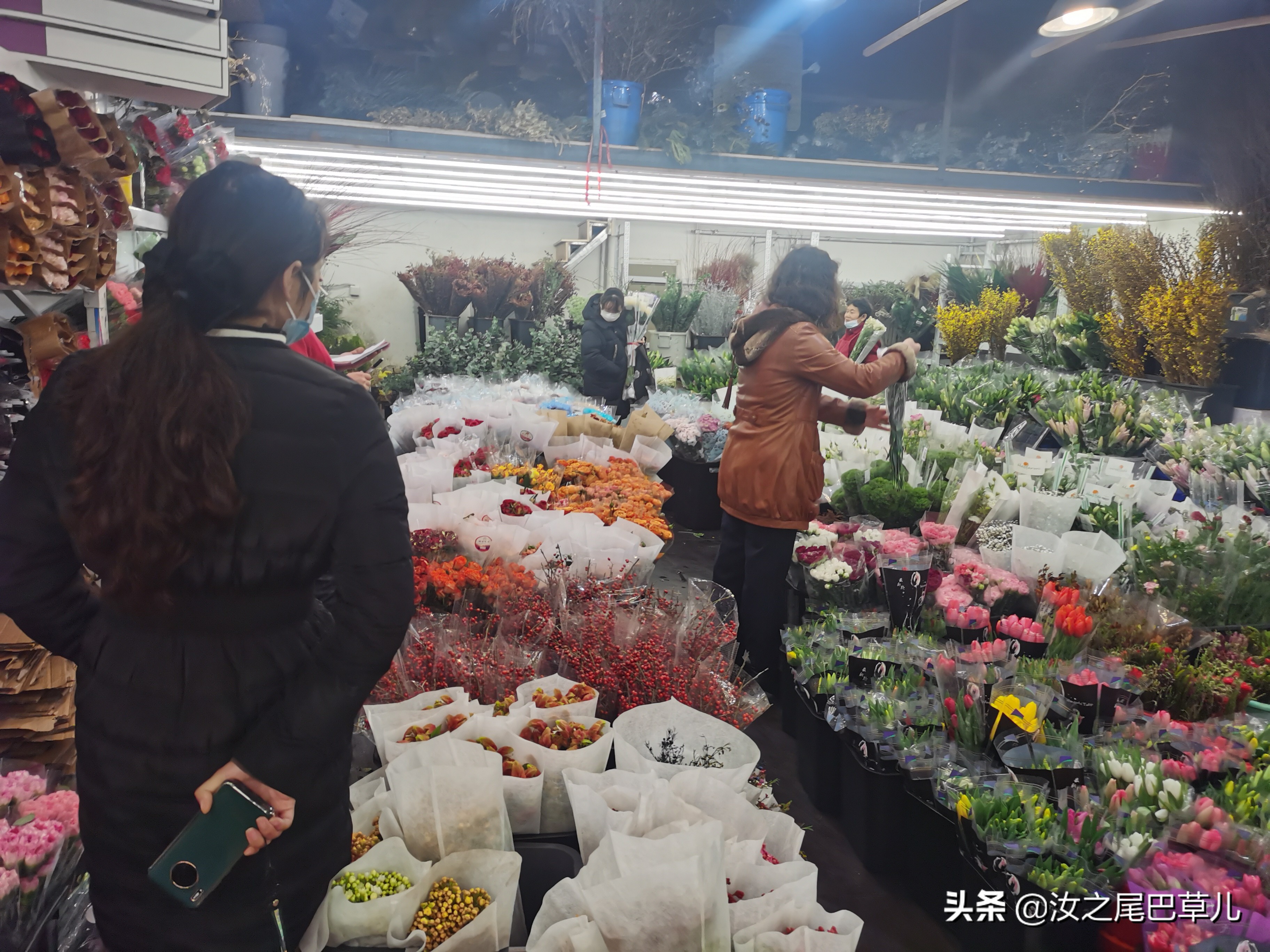 江苏常见年宵花哪里买,上哪里买年宵花最便宜