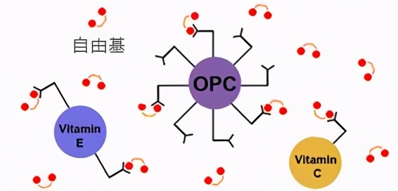 胶原蛋白葡萄籽和vc怎么吃,肌肤秘钥胶原蛋白葡萄籽