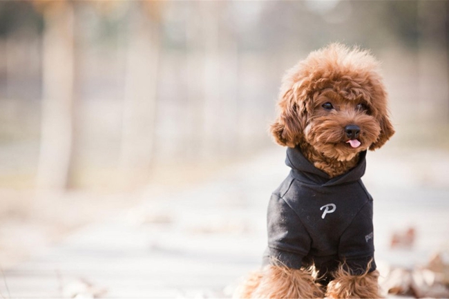 怎样把泰迪犬身边的跳蚤去除,泰迪狗身上的跳蚤要怎么消除