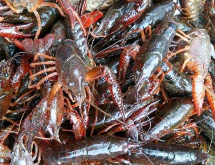 投放早春小龙虾苗注意哪些,小龙虾养殖技术方法和注意事项