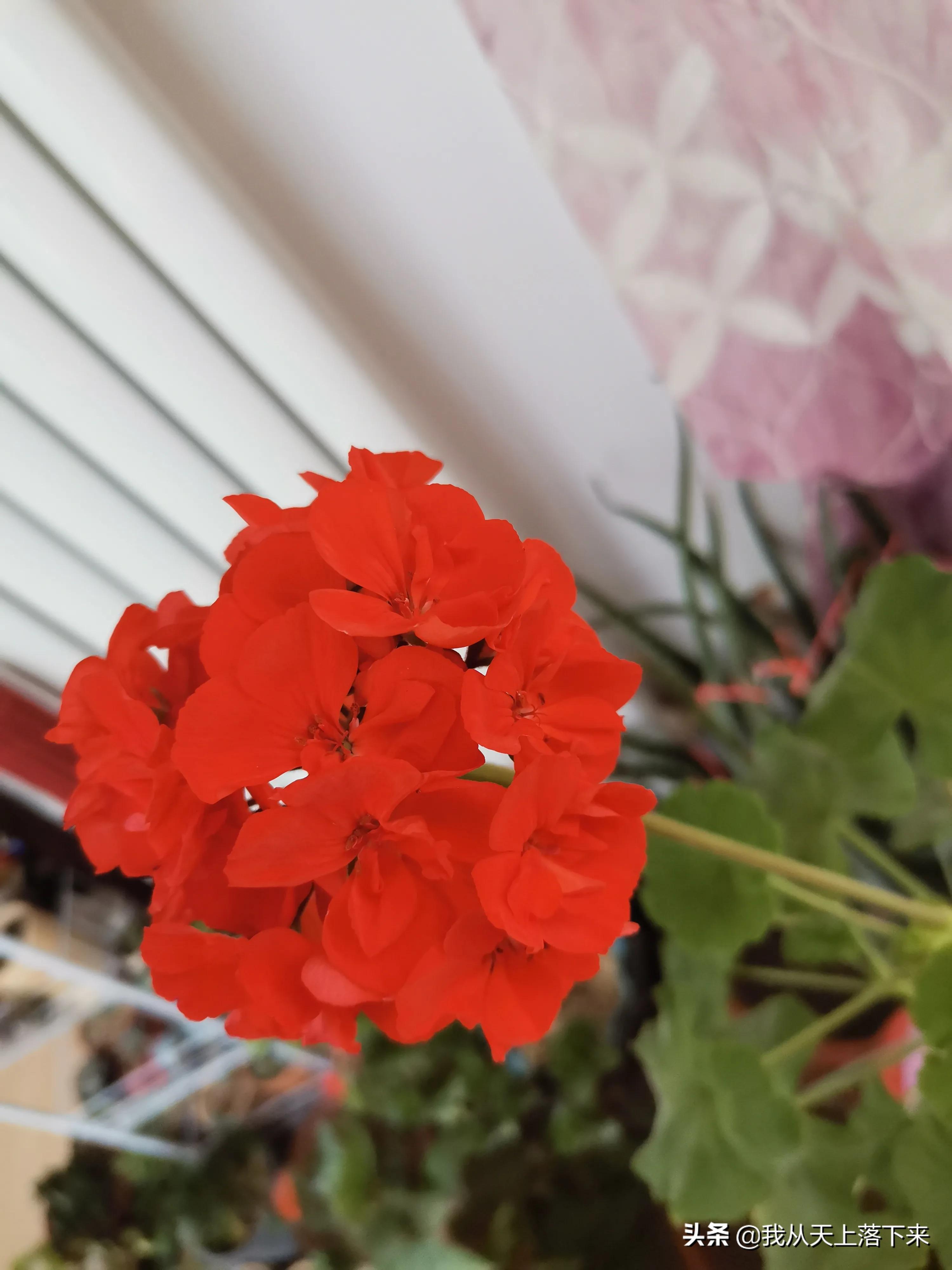 100张花朵美图,100张花图片大全