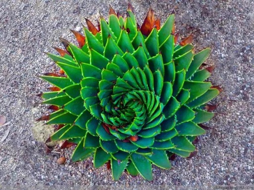 世界十大罕见花卉,世界名贵花卉高清大图