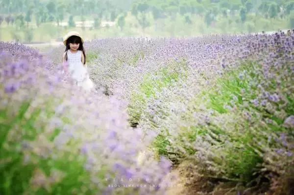 美翻了无锡这个紫色花海,美翻诸城这片花海刷爆整个朋友圈