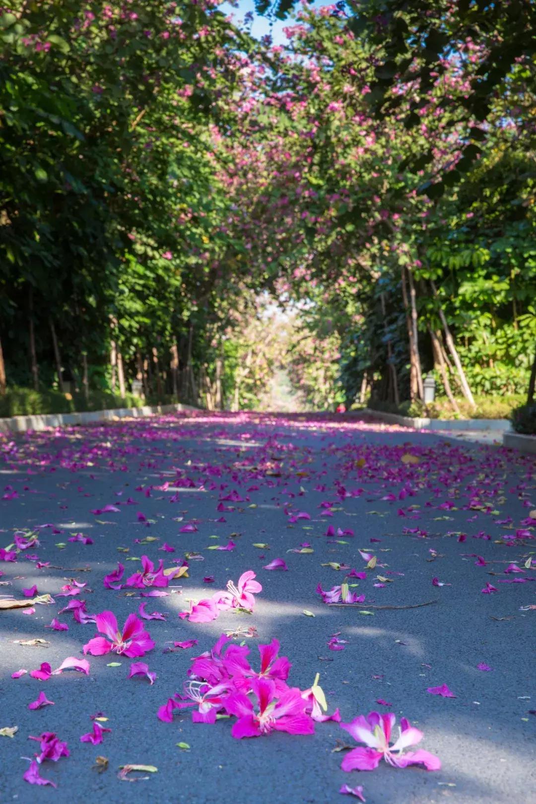 三亚轻奢度假酒店,三亚十大最豪华的度假别墅
