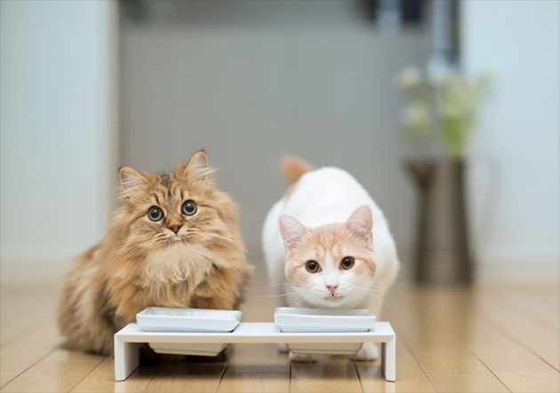 猫传腹猫咪一直叫是疼的吗,猫咪最可怕的公猫