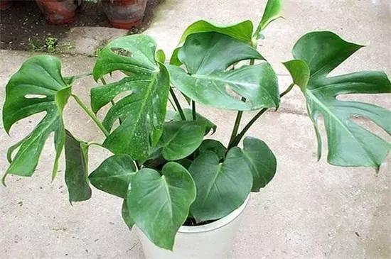 室内放什么植物净化空气最好，十大强力净化空气的植物