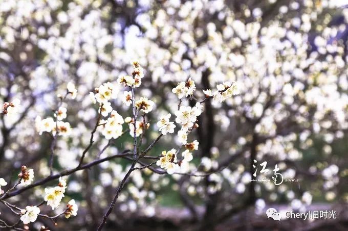 苏州旅游值得去的景点,去苏州旅游攻略最好的景点