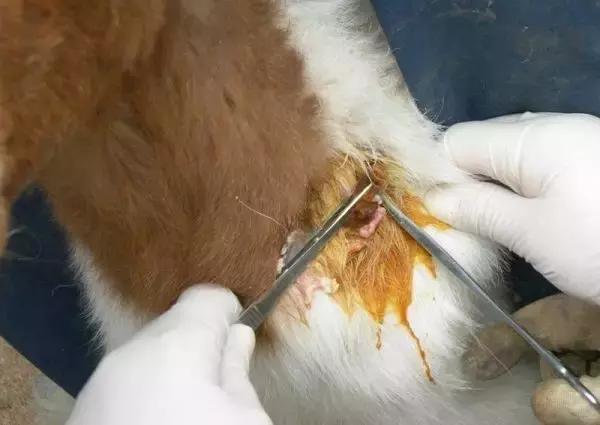 「微课堂」羊身上长大脓包怎么处理？