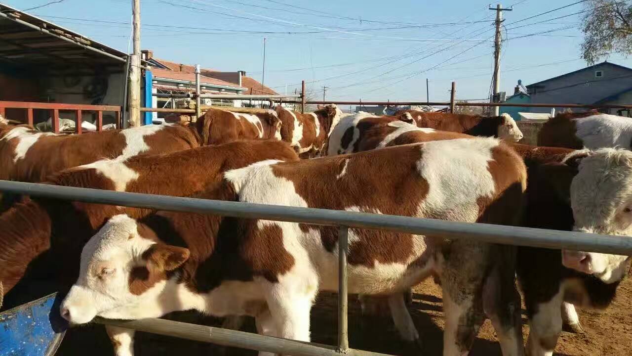 养牛当前存在的问题有哪些,养牛场的重点管理工作