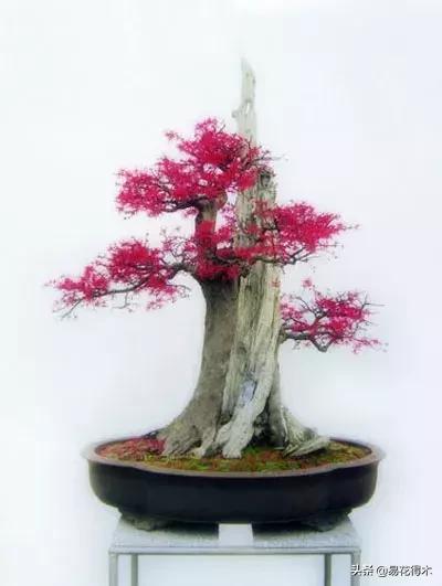 椤剁骇鐧借姳妾垫湪鐩嗘櫙,鐧借姳妾垫湪鐩嗘櫙鏋湪閫㈡槬