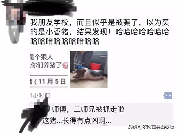 大学宿舍养猪,大学生宿舍养猪事件
