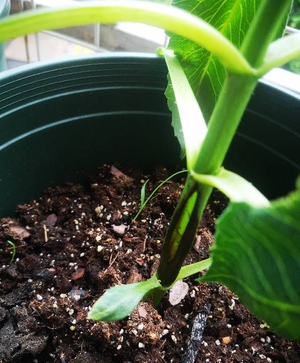 大丽花盆栽的正确方法,大丽花盆栽怎么养护