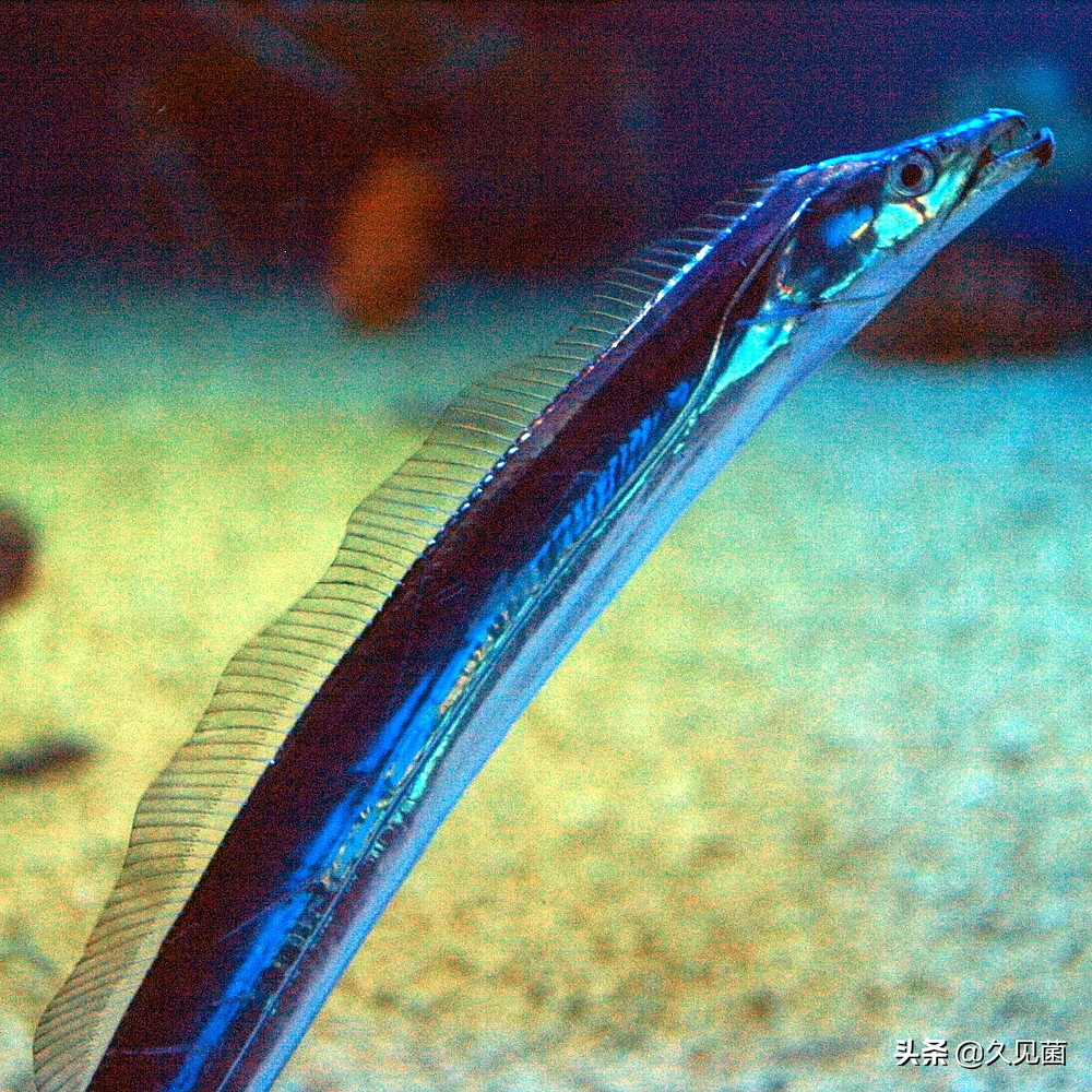 为什么说带鱼很少看见活的,我们为什么看不到活的带鱼