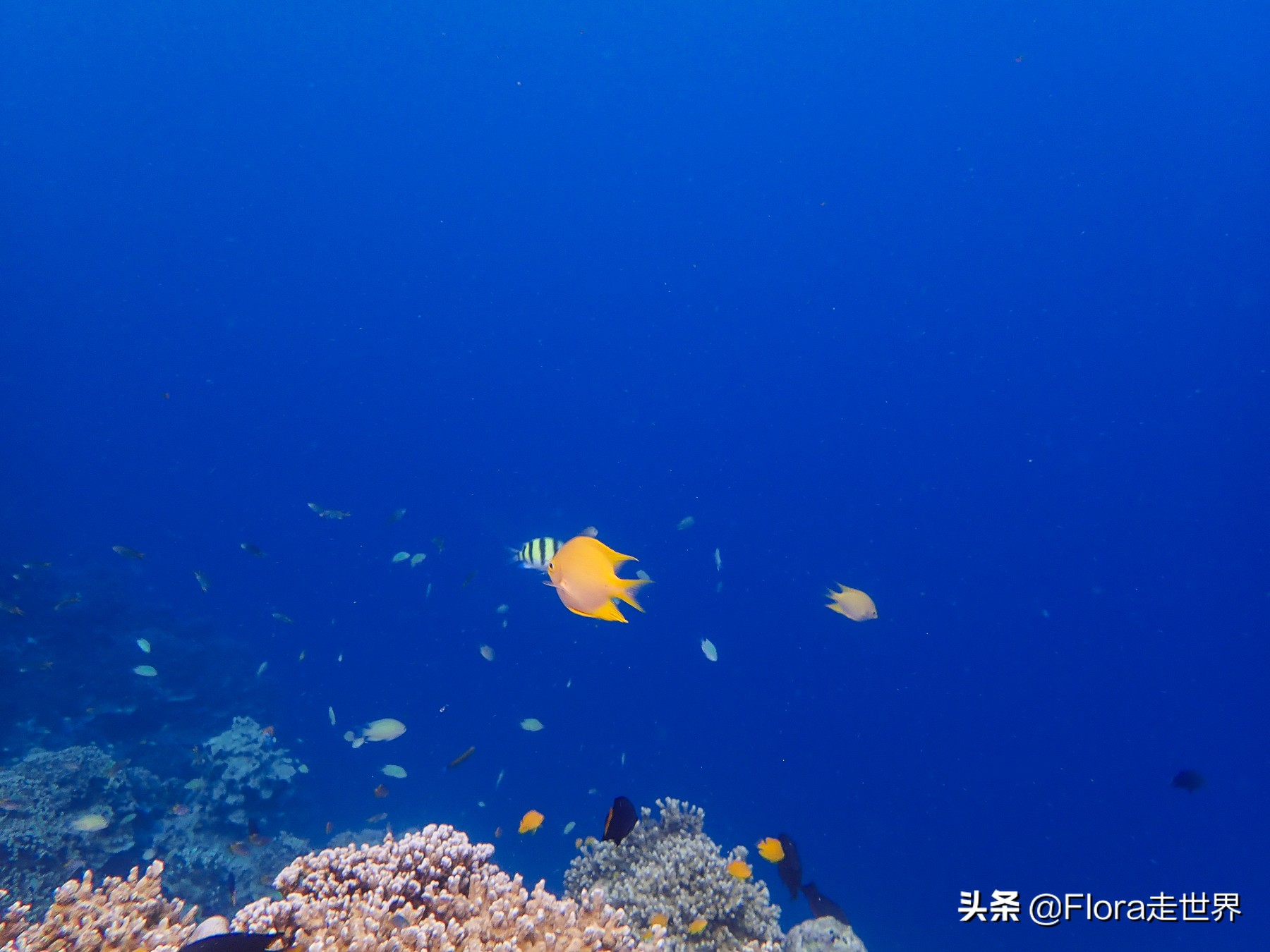 十大潜水胜地斯米兰,世界十大潜水圣地斯米兰