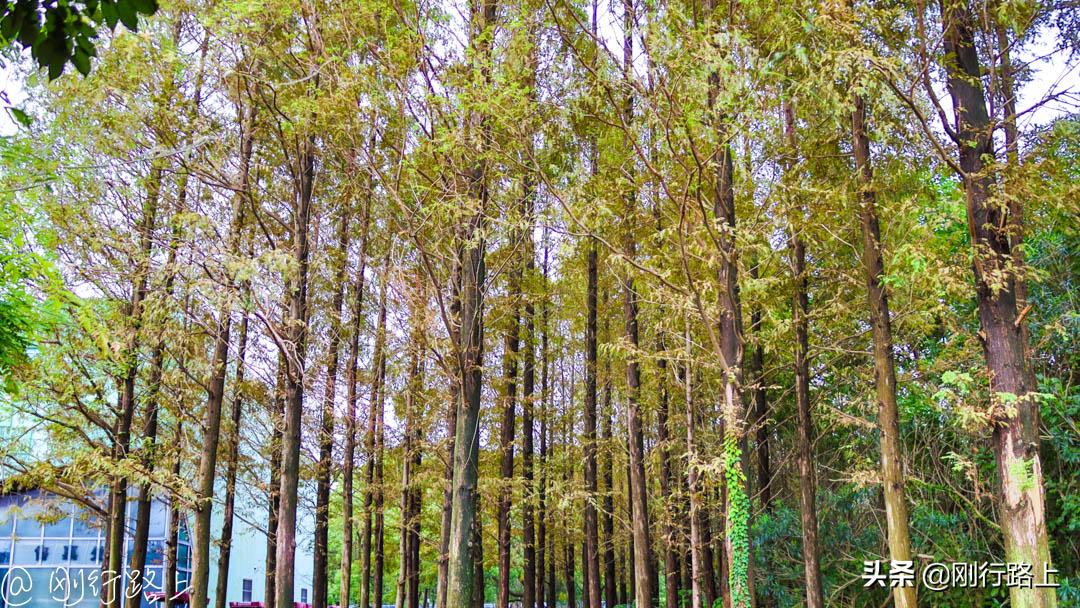 上海野生动物园攻略，一个适合亲子游玩的地方