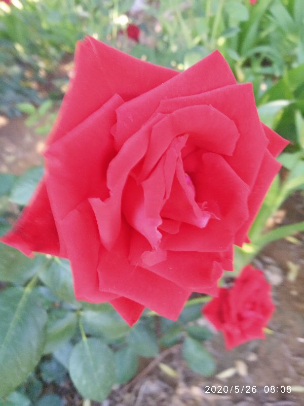 结婚仪式中哪个环节最令人感动,明制婚礼主婚环节