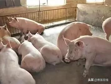 所有猪传染病鉴别诊断,猪场各阶段猪只常见的疾病