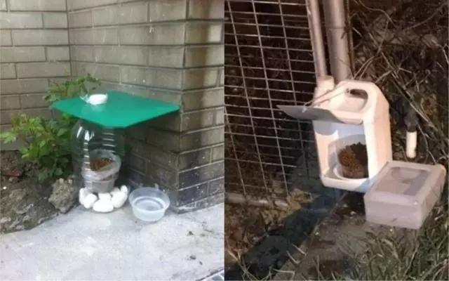 流浪猫在冬天怎么办,流浪猫猫冬天怎么保暖最好