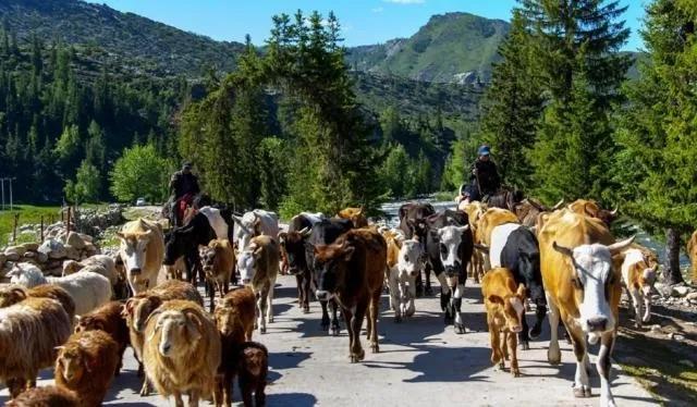 可可托海之恋完整视频,可可托海之恋免费阅读