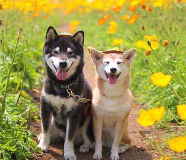 狗狗发情不用慌,这几点,铲屎官一定要做好