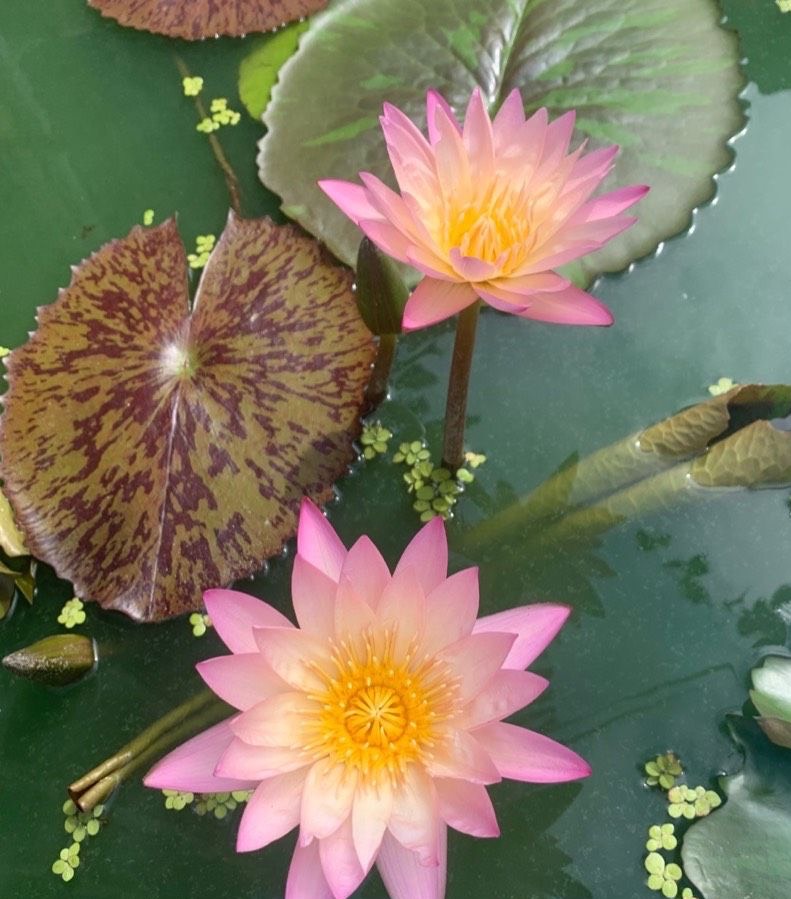 睡莲怎么养最好看,怎样养好睡莲黄叶子