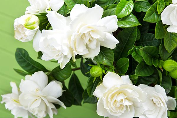 耐阴又开花植物有哪些品种,耐阴又容易开花的植物推荐