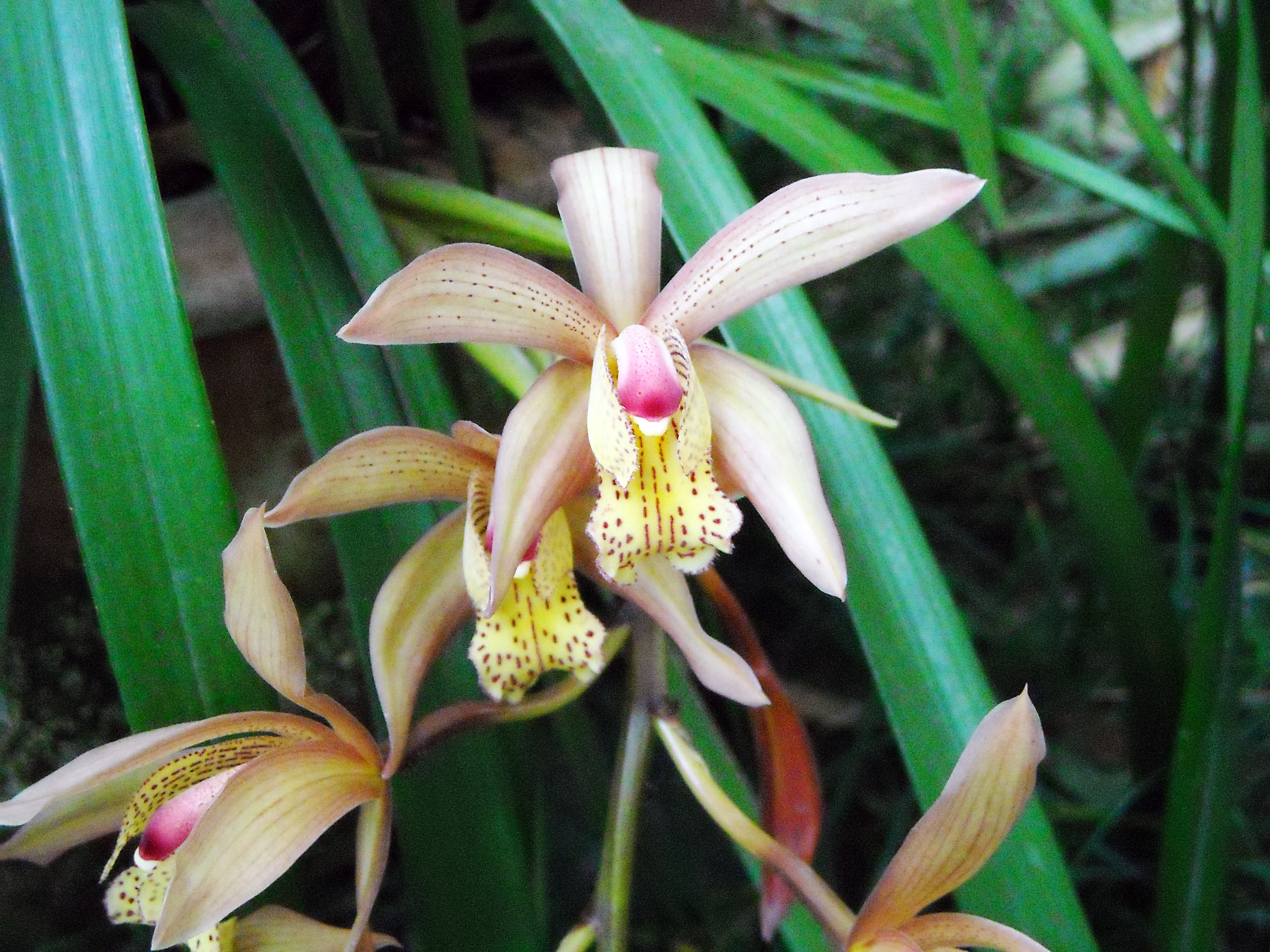 成都杜甫草堂一日游,到成都必须玩的景点是哪几个