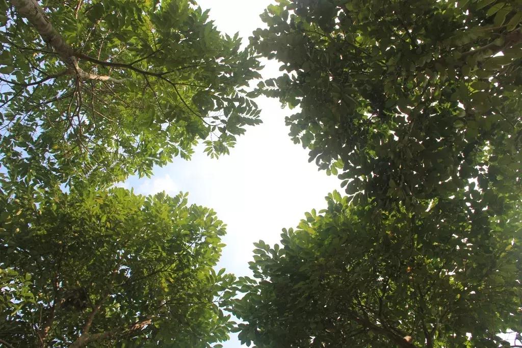 沉香树长得是什么样的,沉香漂亮